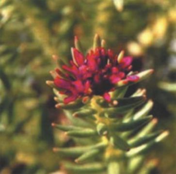 Rhodiola Rosea P.E